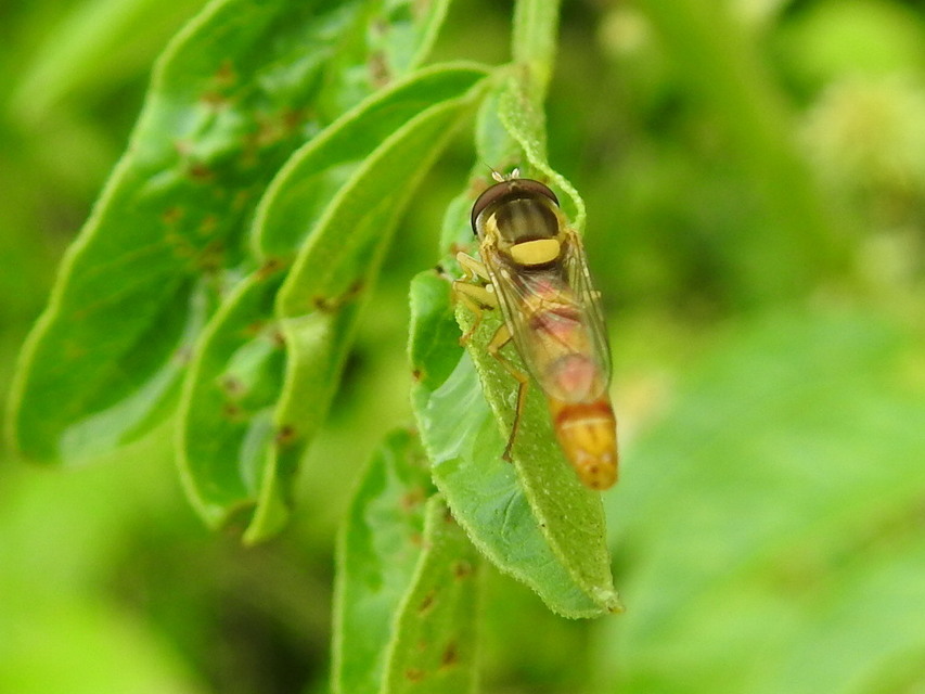Sphaerophoria