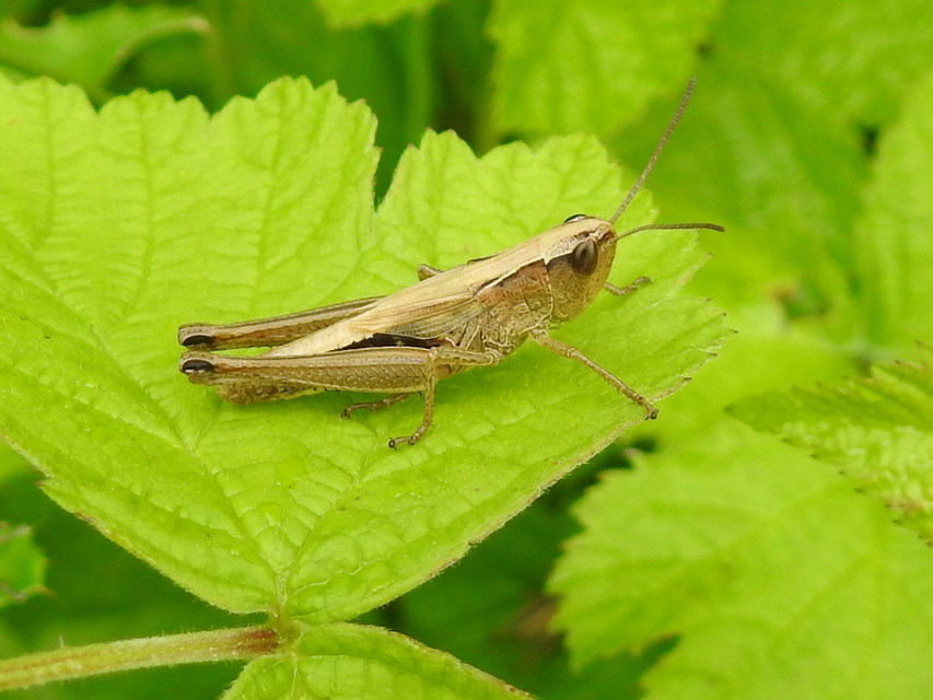Pseudochorthippus parallelus - közönséges rétisáska