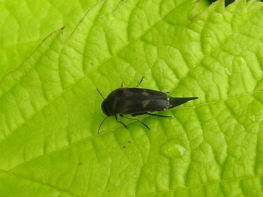 Variimorda villosa - szalagos maróka
