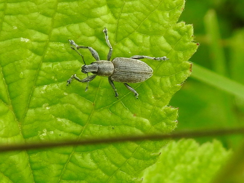 Tanymecus palliatus - közönséges hegyesfarúbarkó