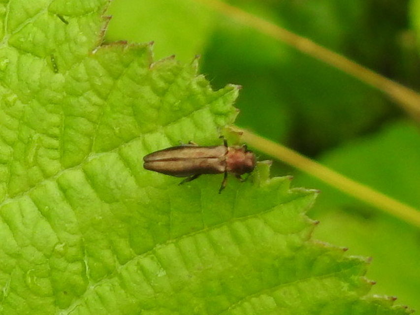 Agrilus cuprescens - földiszeder-karcsúdíszbogár