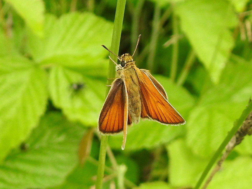 Thymelicus lineola - vonalas busalepke