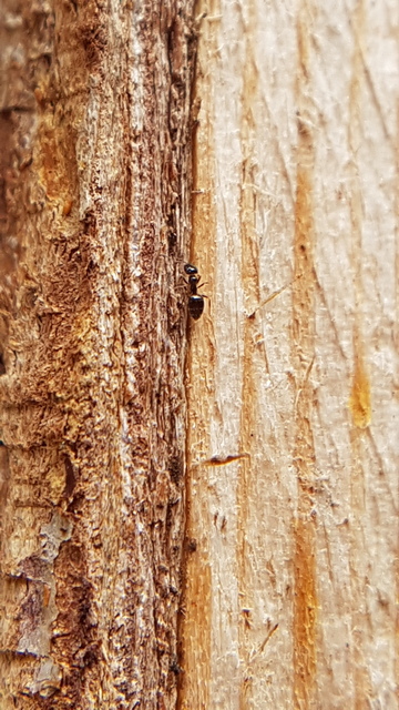 Plagiolepis