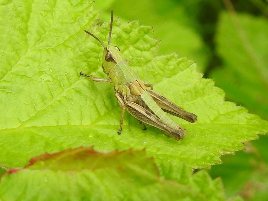 Pseudochorthippus parallelus - közönséges rétisáska