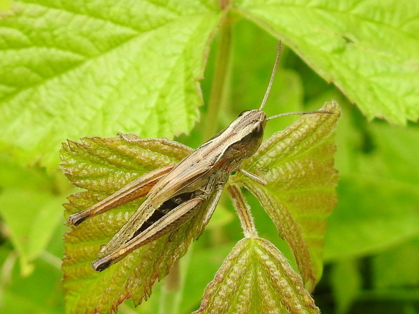 Pseudochorthippus parallelus - közönséges rétisáska