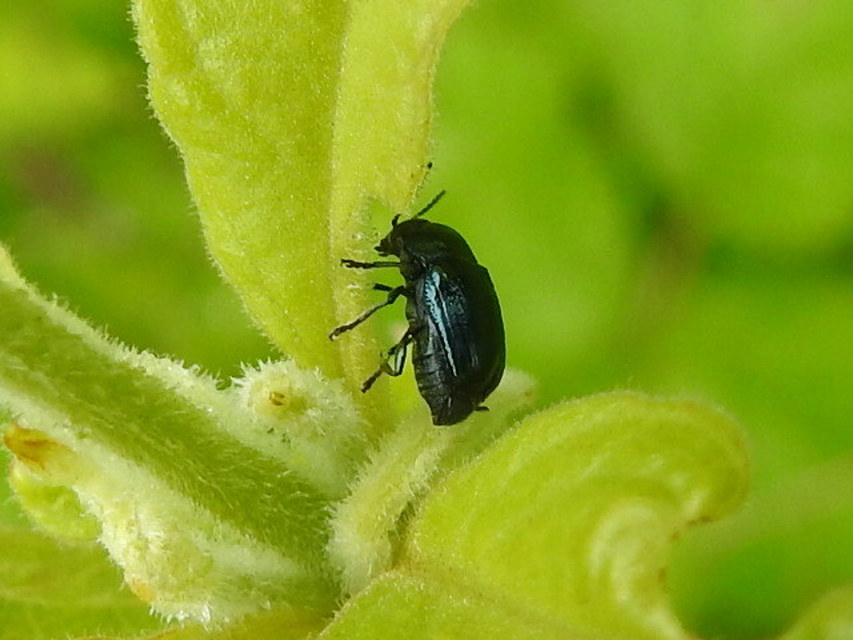 Cryptocephalus janthinus - zafír lizinka-zömökbogár