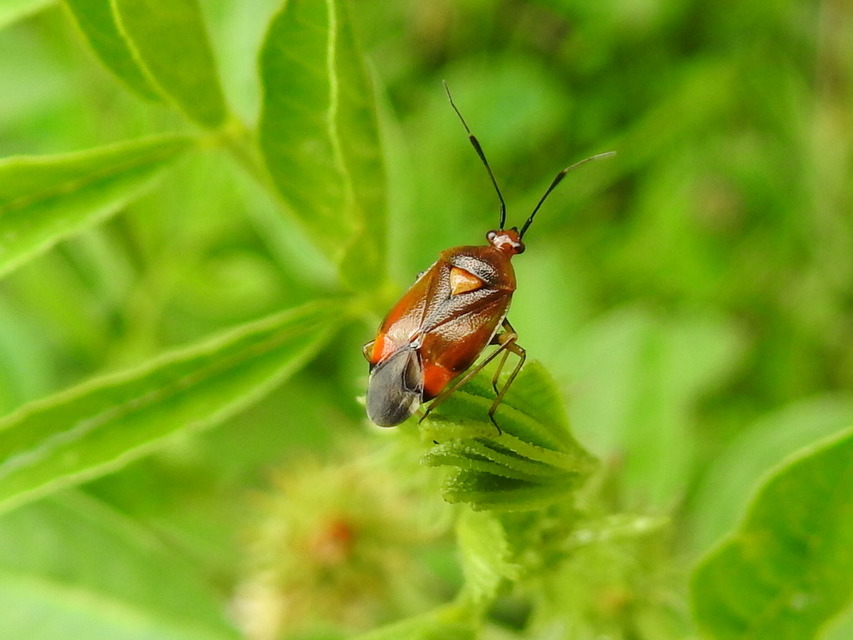 Deraeocoris ruber - vöröses mezeipoloska