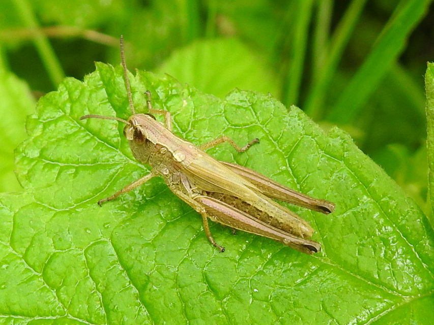 Pseudochorthippus parallelus - közönséges rétisáska