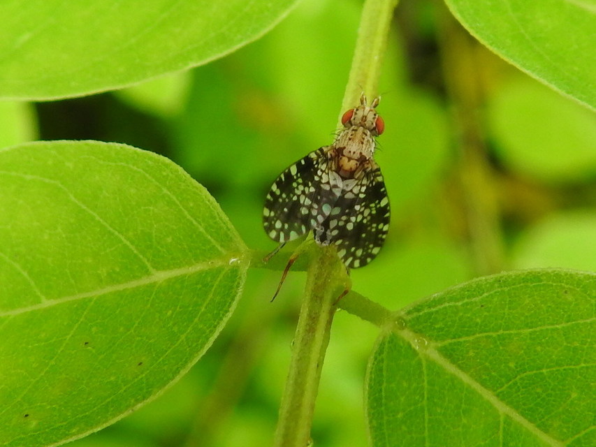Trypetoptera punctulata - pirosszemű szarvaslégy