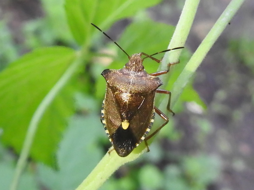 Pentatoma rufipes - vöröslábú címerespoloska Pentatoma rufipes - vöröslábú címerespoloska