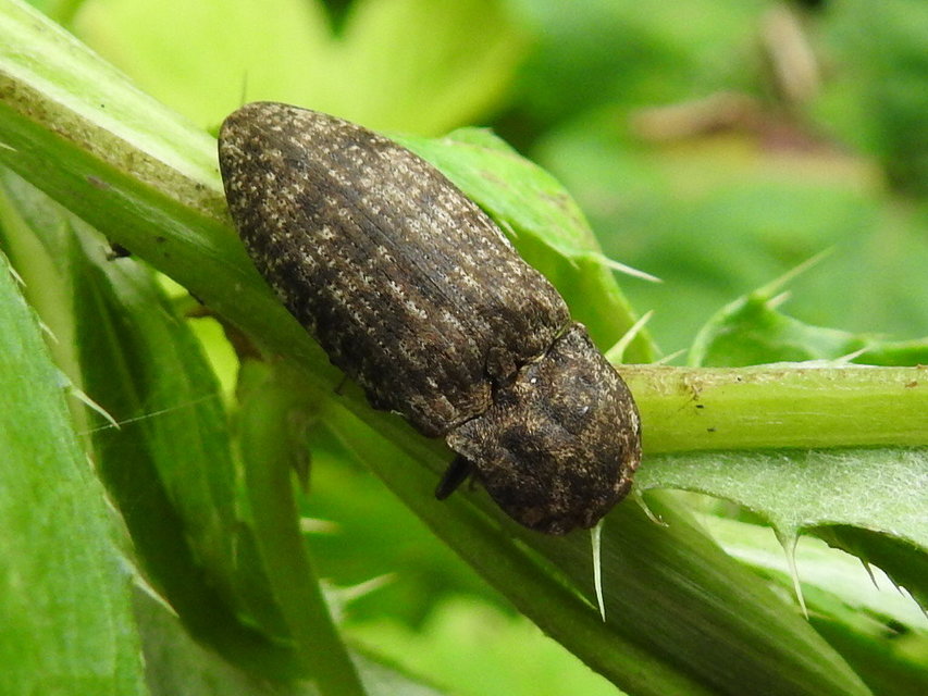 Agrypnus murinus - egérszínű pikkelyespattanó