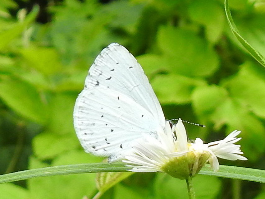 Celastrina argiolus - bengeboglárka