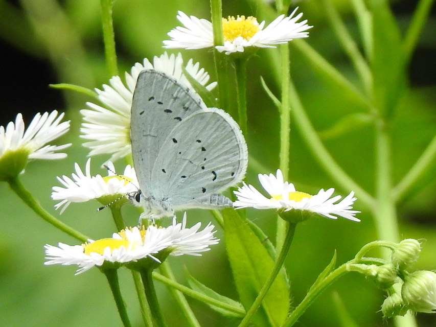 Celastrina argiolus - bengeboglárka