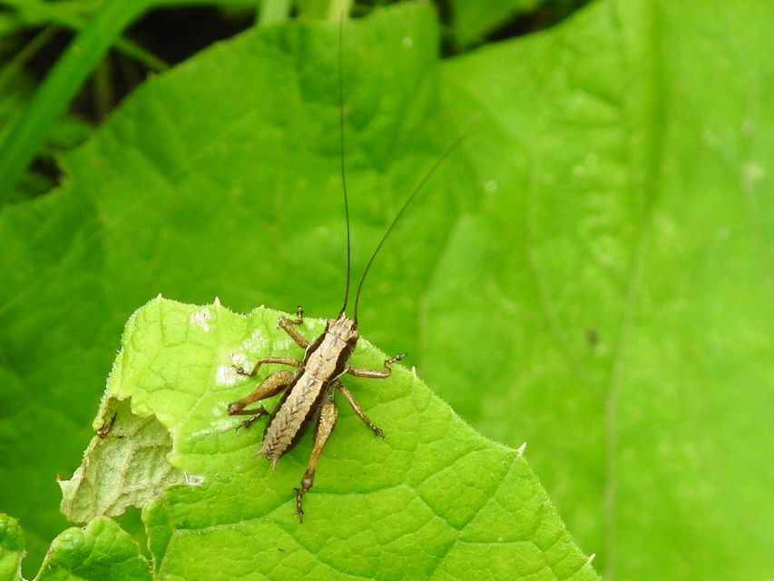 Pholidoptera griseoaptera - szürke avarszöcske