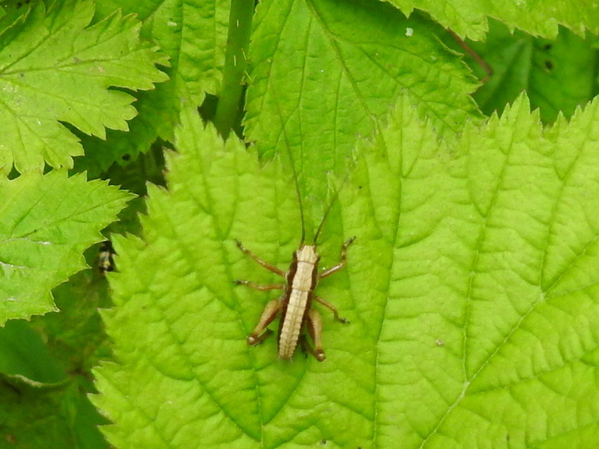 Pholidoptera griseoaptera - szürke avarszöcske