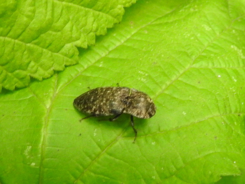 Agrypnus murinus - egérszínű pikkelyespattanó