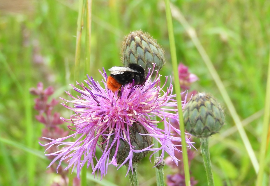 Bombus lapidarius - kövi poszméh
