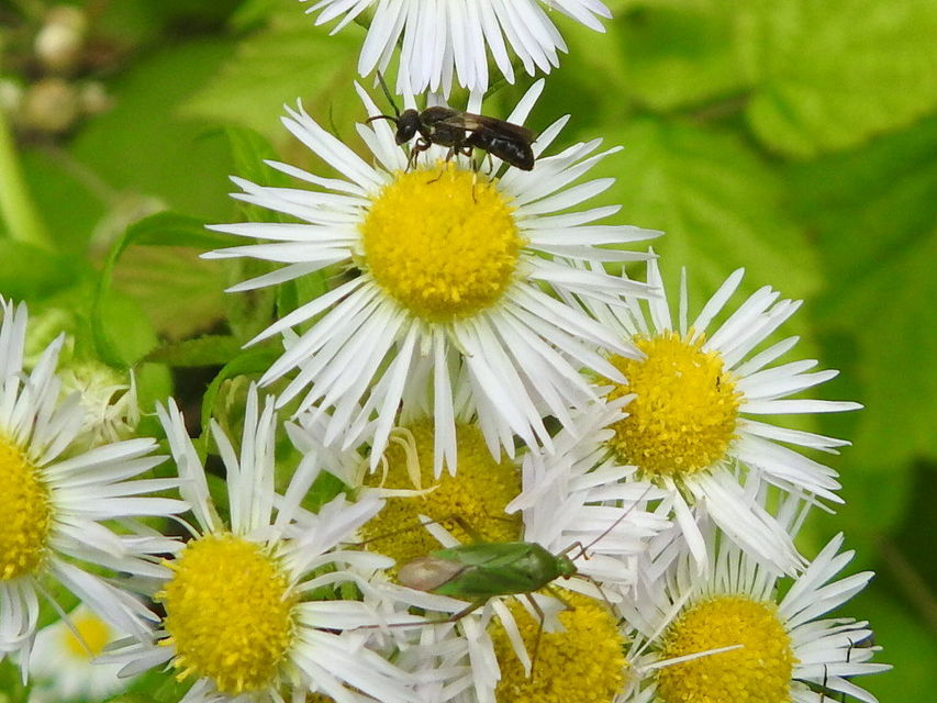 Calocoris affinis