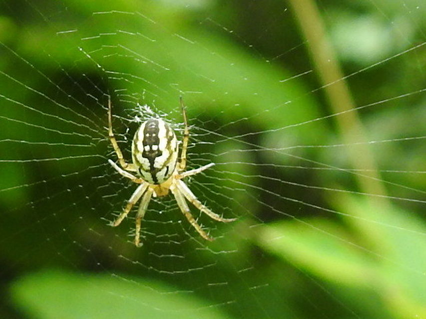 Mangora acalypha - réti keresztespók