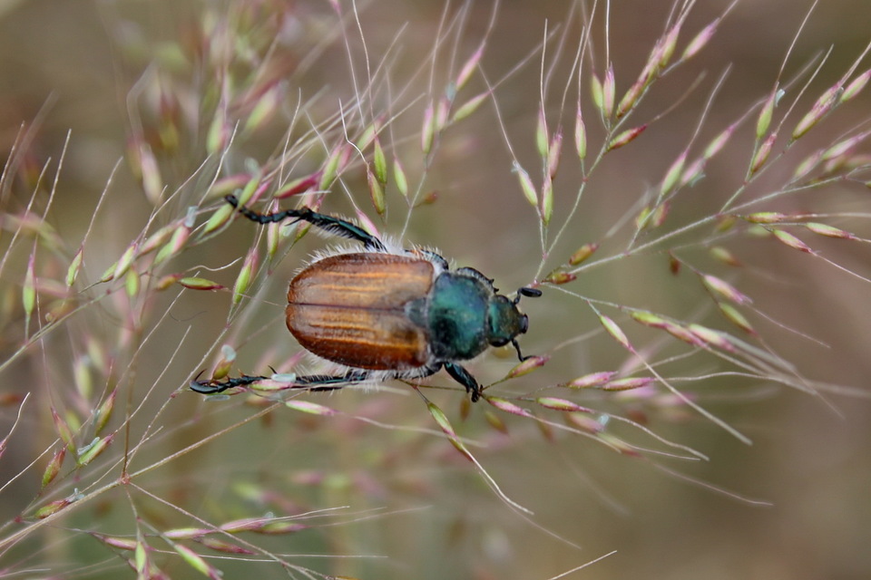 Chaetopteroplia segetum - rozsszipoly