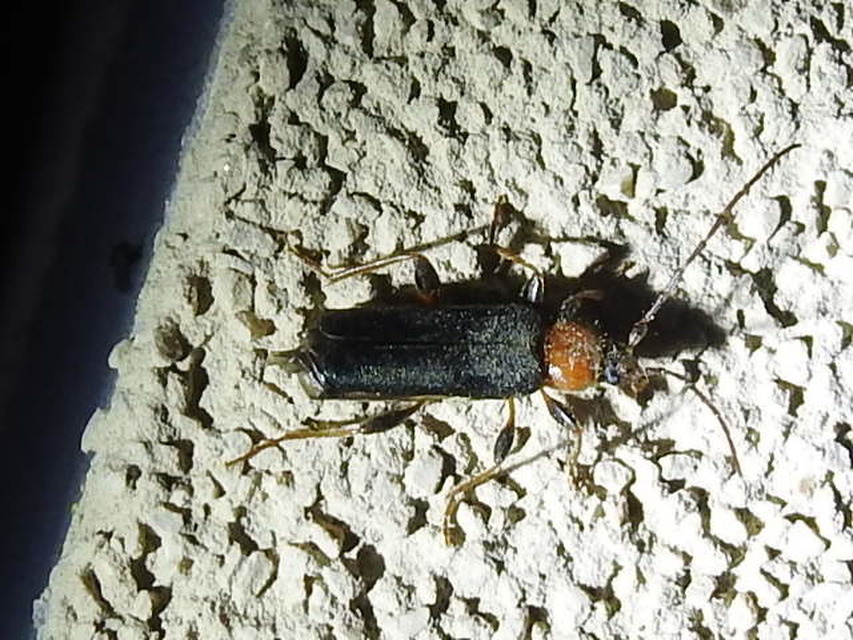 Phymatodes testaceus - változékony korongcincér Phymatodes testaceus - változékony korongcincér