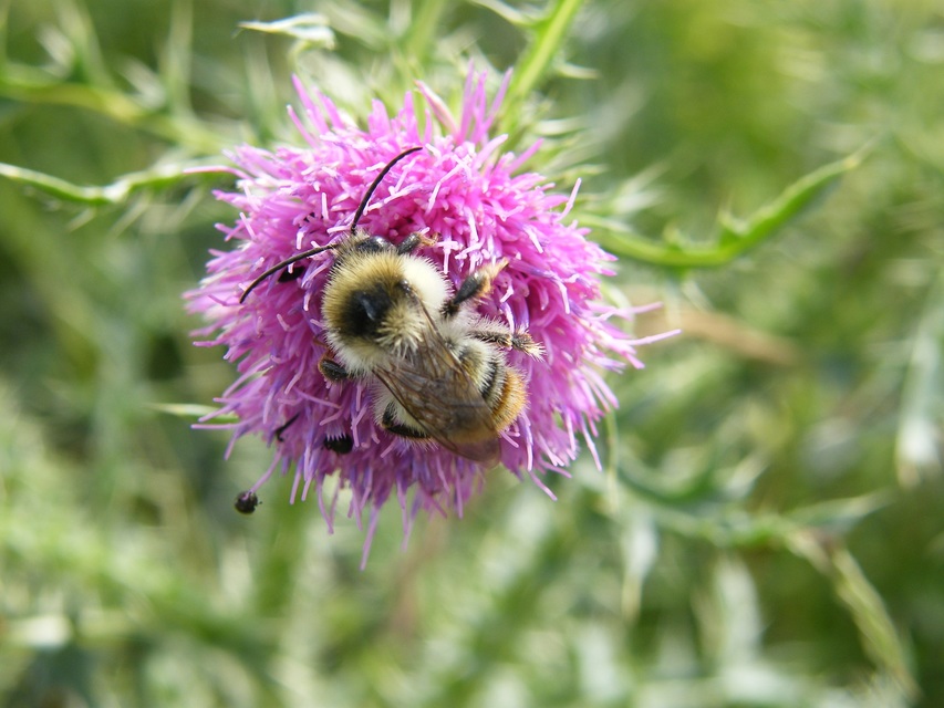 Bombus sylvarum - erdei poszméh