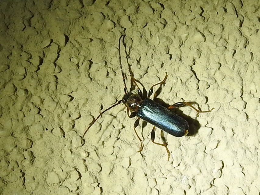 Phymatodes testaceus - változékony korongcincér Phymatodes testaceus - változékony korongcincér