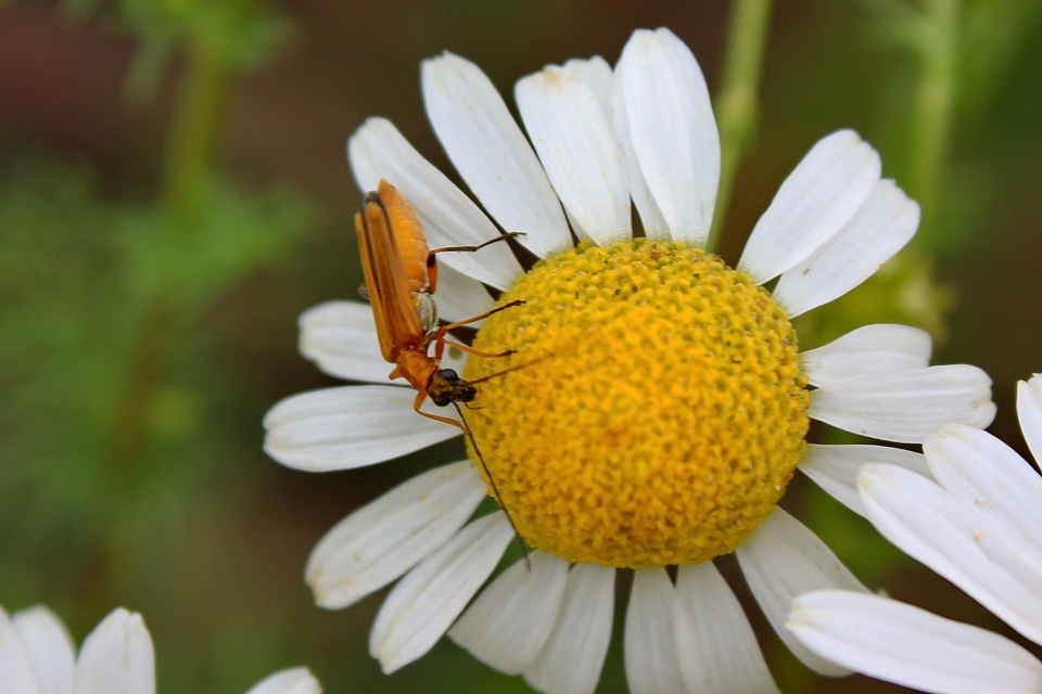 Oedemera podagrariae - székfű-álcincér