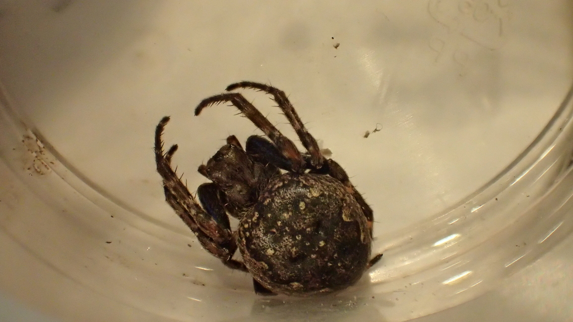 Nuctenea umbratica - közönséges rés-keresztespók