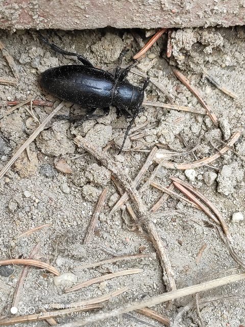 Dorcadion aethiops - fekete gyalogcincér