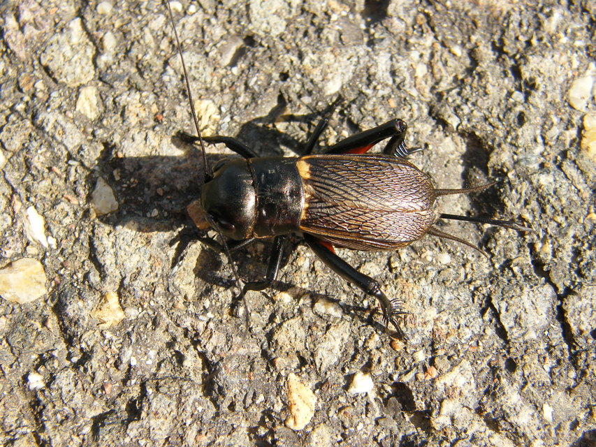 Gryllus campestris - mezei tücsök