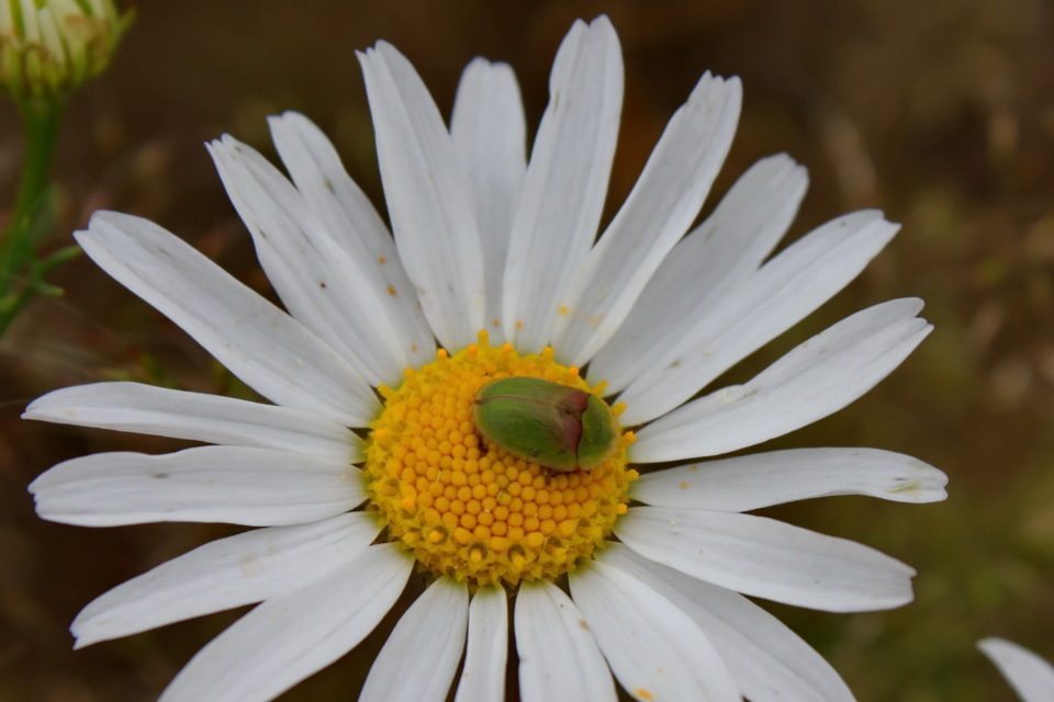 Cassida