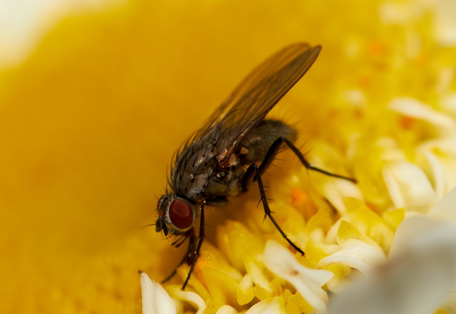 Anthomyiidae - viráglegyek
