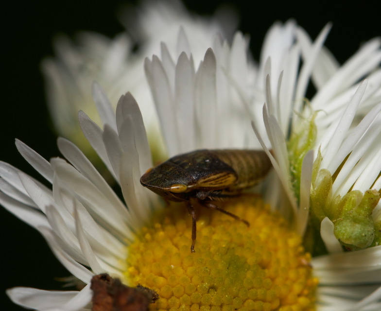 Aphrodes