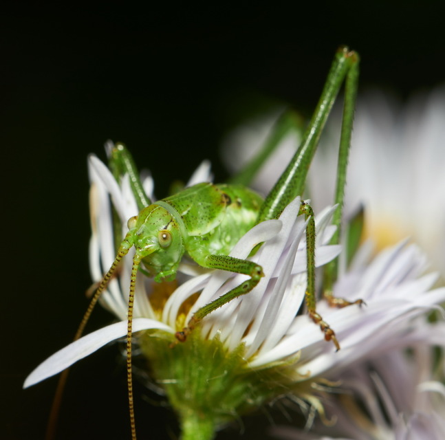 Leptophyes