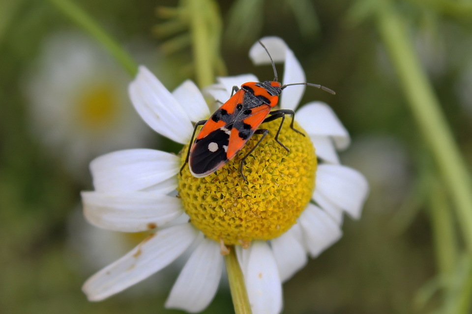 Lygaeus equestris/simulans