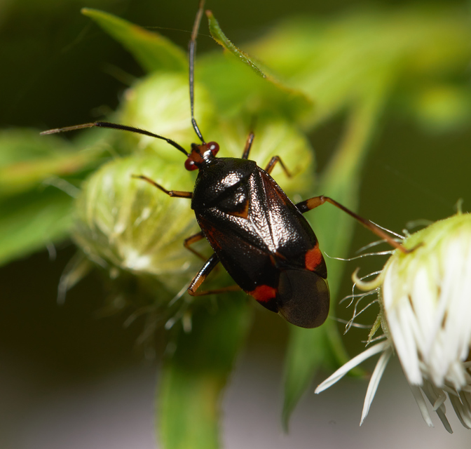 Deraeocoris ruber - vöröses mezeipoloska