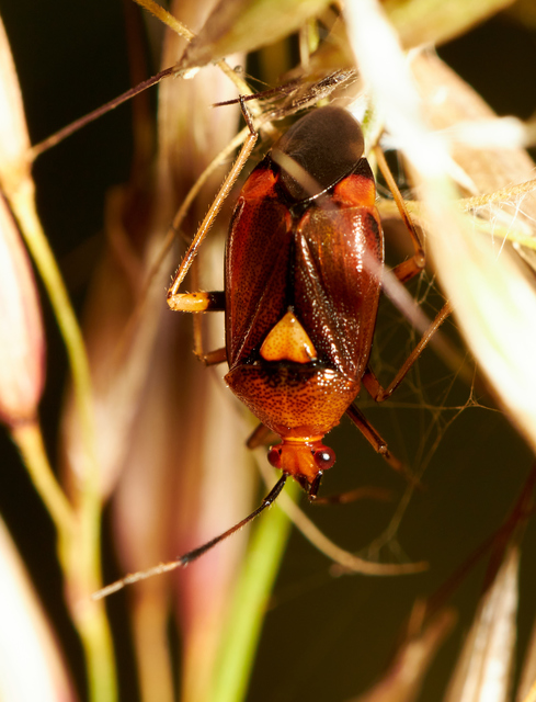 Deraeocoris ruber - vöröses mezeipoloska
