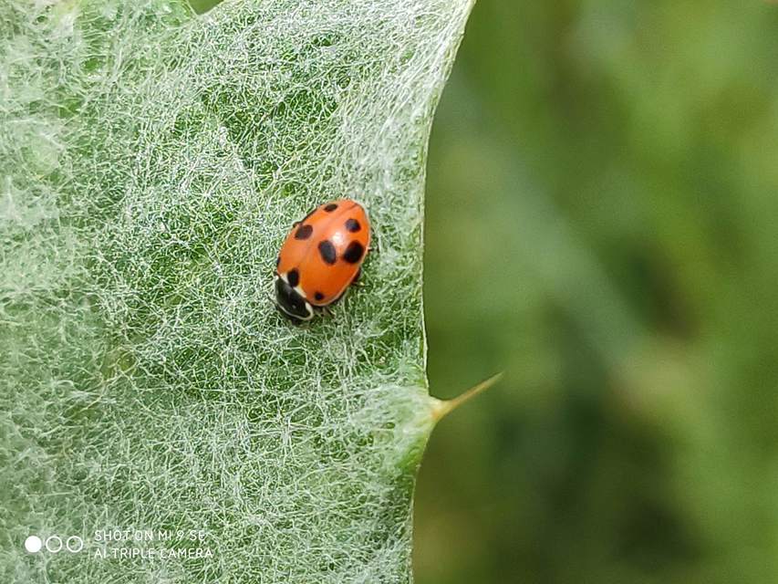 Hippodamia variegata - tizenhárompettyes katica