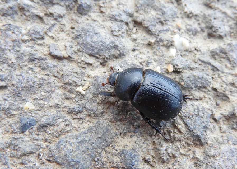 Pentodon idiota - butabogár