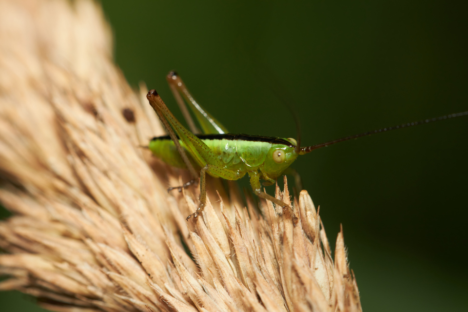 Conocephalus fuscus - kis kúpfejűszöcske