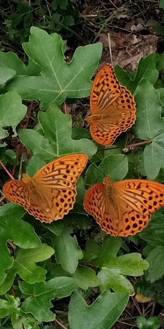 Argynnis paphia - nagy gyöngyházlepke