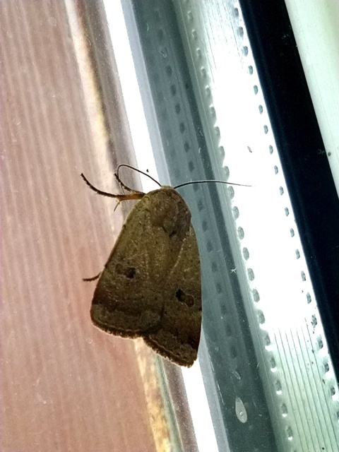 Noctua comes - kis sárgafűbagoly