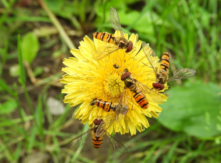 Episyrphus balteatus - ékfoltos zengőlégy