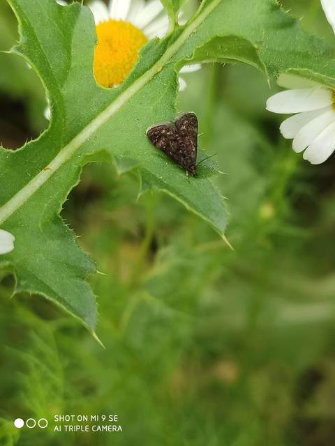 Heliothela wulfeniana - fényes kormosmoly