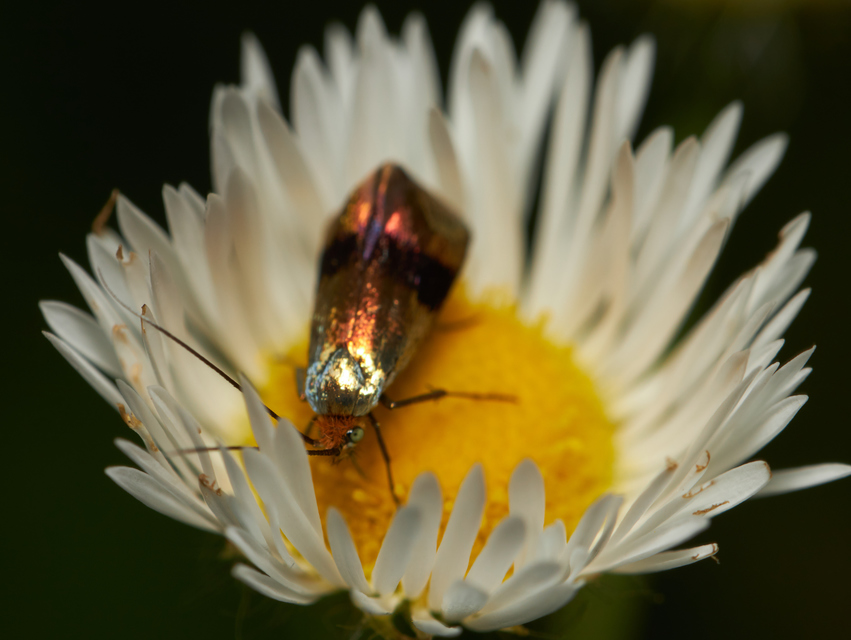 Nemophora fasciella - feketesávú tőrösmoly