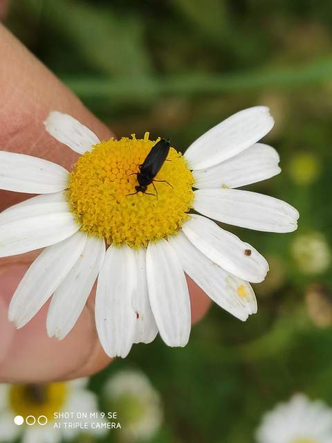 Mordellidae - marókafélék