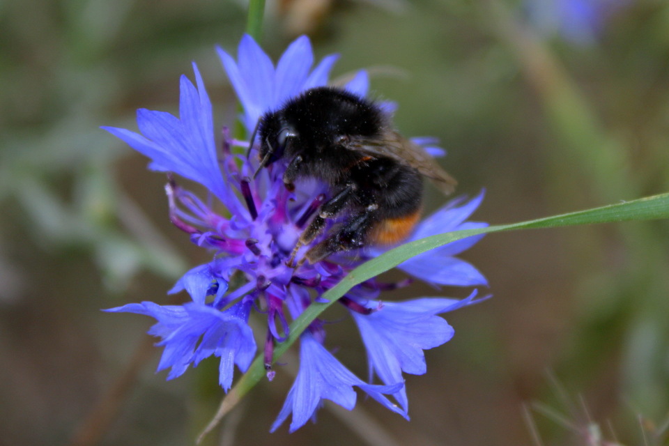 Bombus lapidarius - kövi poszméh