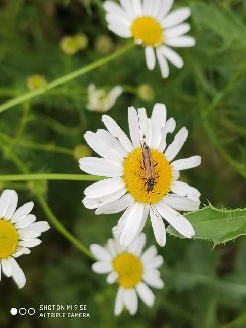 Oedemera femorata - sárgahátú álcincér