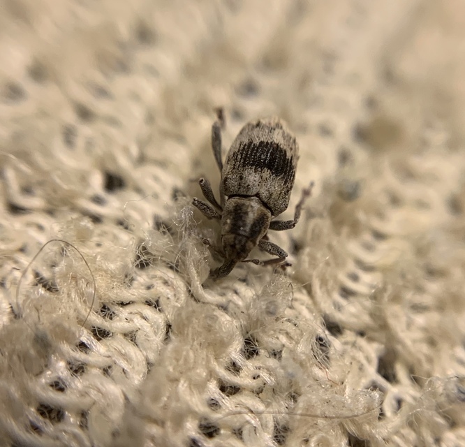 Tapinotus sellatus - díszes lizinkaormányos